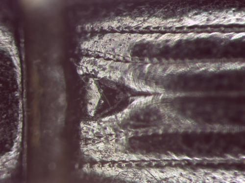 Aphodiinae